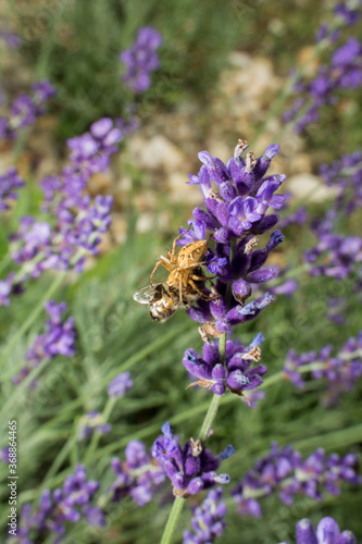 spider holding bee on lavender plant  2
