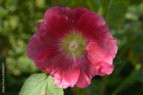 Kwiat malwy ogrodowej photo