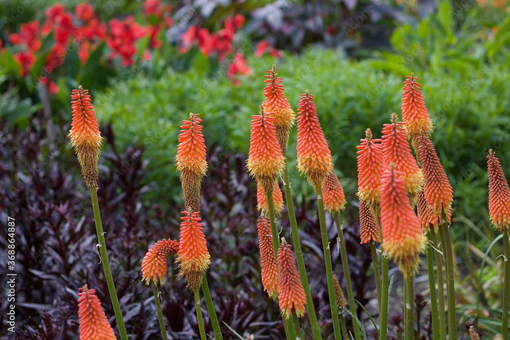 Beautiful image of red hot pokers or kniphofia growing Beautiful image of red hot pokers or kniphofia growing
