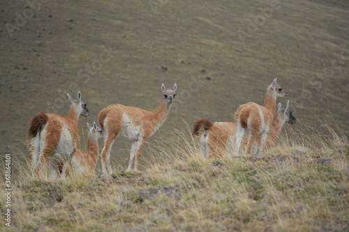 Group of wild young llamas watching the cameraman, Calafate, Patagonia, Argentina.