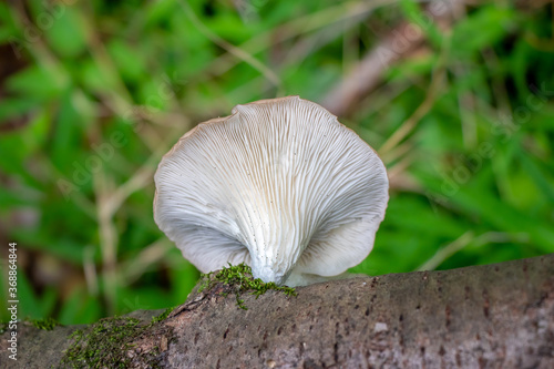Oyster mushroom (Pleurotus ostreatus) growing in the woods