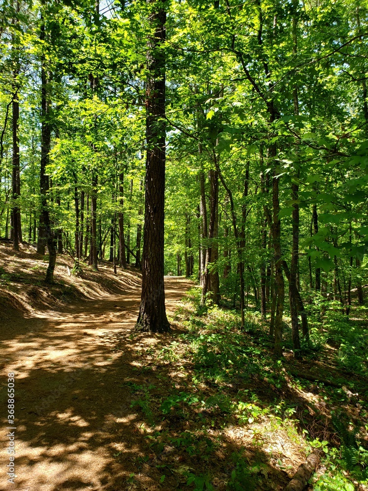 Obraz premium forest trail