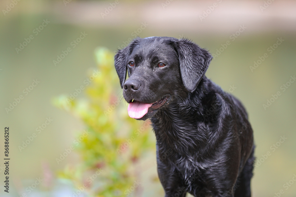 Schwarzer Labrador in der Natur mit Halstuch