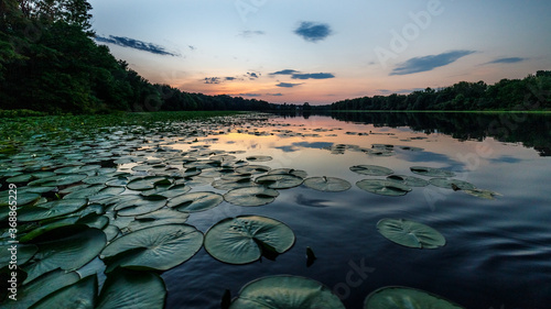 Lily Pad Life photo