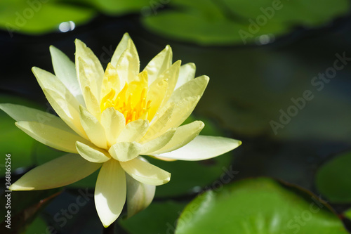 Yellow waterlily lake. Water lily or Yellow Nymphaea in pond  close-up
