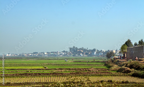 Irrigated rice fields in lush tropical setting in Antananarivo, Madagascar photo