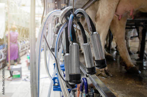 Billede på lærred Modern equipment for milking cows on a new farm, the process of milking cows