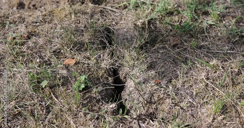 Crack in earth due to prolonged drought in the yard of a Romanian farmer. Crack in earth due to prolonged drought in the yard of a Romanian farmer.