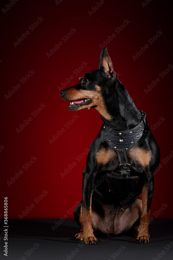 Perro Doberman con pechera posando para sesión fotográfica sobre una mesa gris y un fondo rojo con negro. Perro Doberman con pechera posando para sesión fotográfica sobre una mesa gris y un fondo rojo con negro.