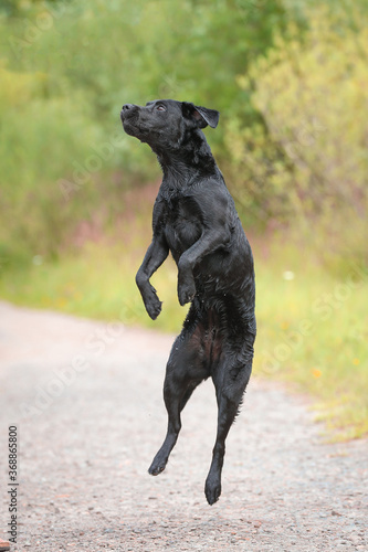 Schwarzer Labrador springt in der Natur