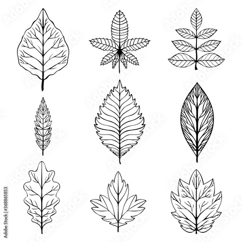 leaves vector set