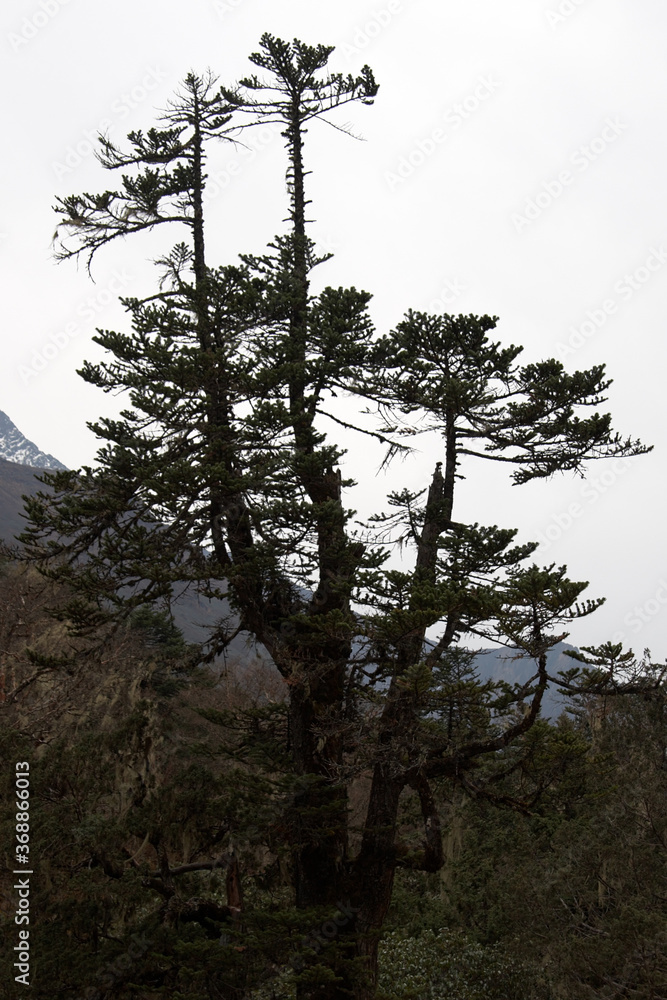 Obraz premium Old pine tree, Everest trail, Himalaya, Nepal