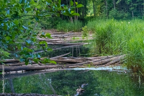 Beaver Trail  Soomaa   land of bogs   National Park in a wetland area in the Parnu and Viljandi counties  south-western Estonia.