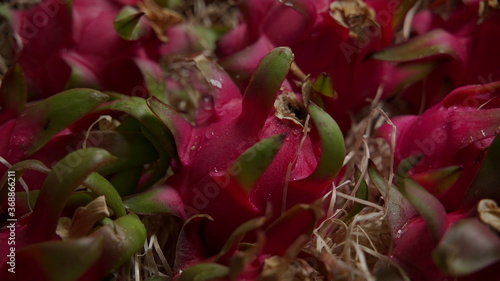 Pithaya Dragon Fruit