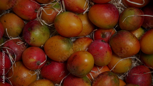 Mango Fruit