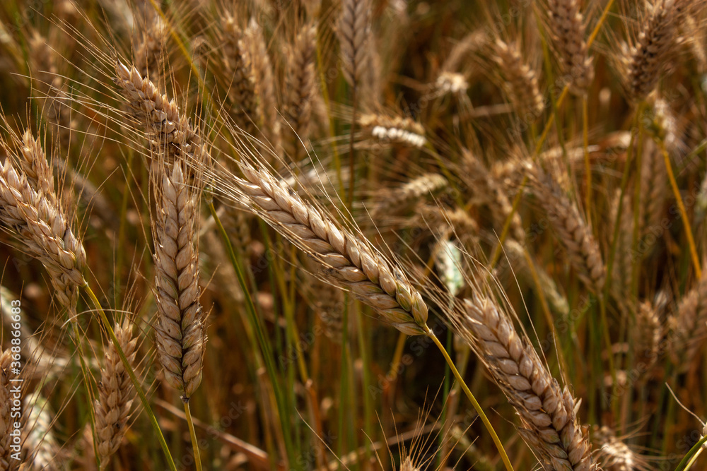Large ripe golden ears. May be background. Large ripe golden ears. May be background.