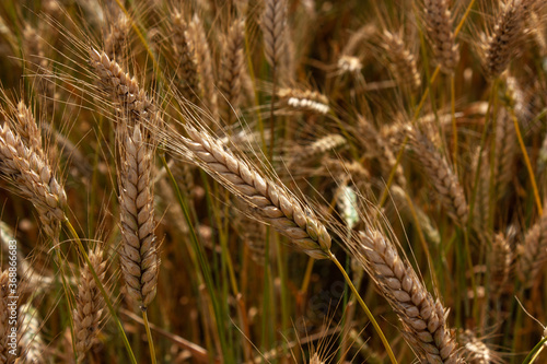 Large ripe golden ears. May be background.