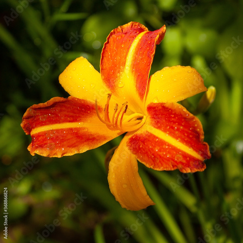 A yellow and orange daylily lit by the sun and with raindrops on a background of garden greenery.