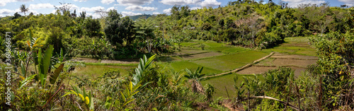 Irrigated rice fields in lush tropical setting in Eastern Madagascar photo