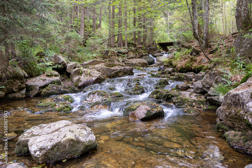 Beautiful bavarian forest 4