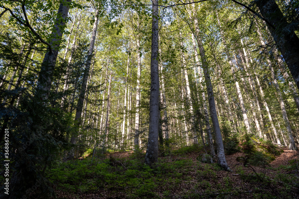 Obraz premium Beautiful bavarian forest 1