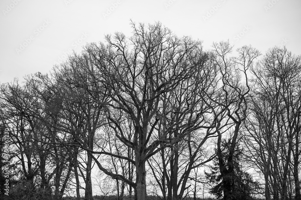 Cold Winter Trees Cold Winter Trees