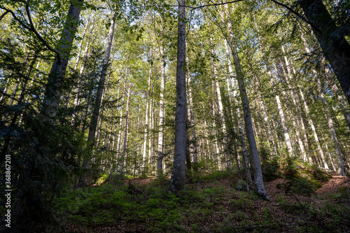 Beautiful bavarian forest 1