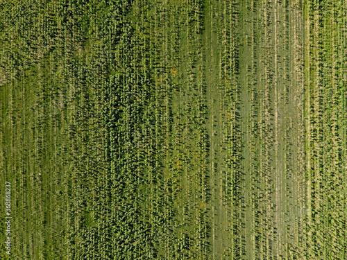 Agricultural fields in Dobrogea  Romania. Aerial view.