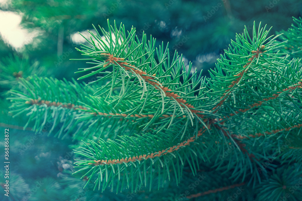 Background of amazing spruce branches. Christmas tree in colorful green and blue colors.