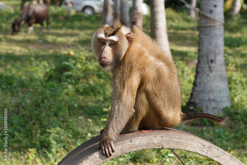 Southern Pig-tailed Macaque, Ko Samui, Thailand