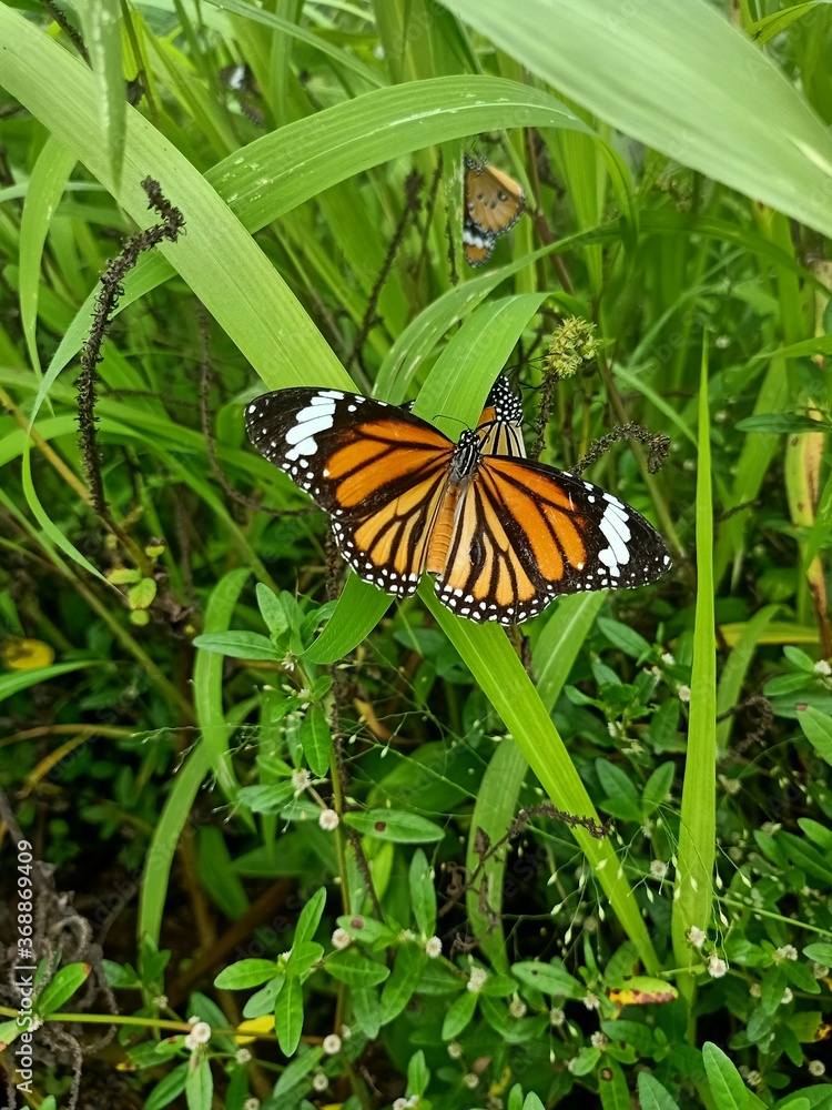 Fototapeta premium monarch butterfly on a flower