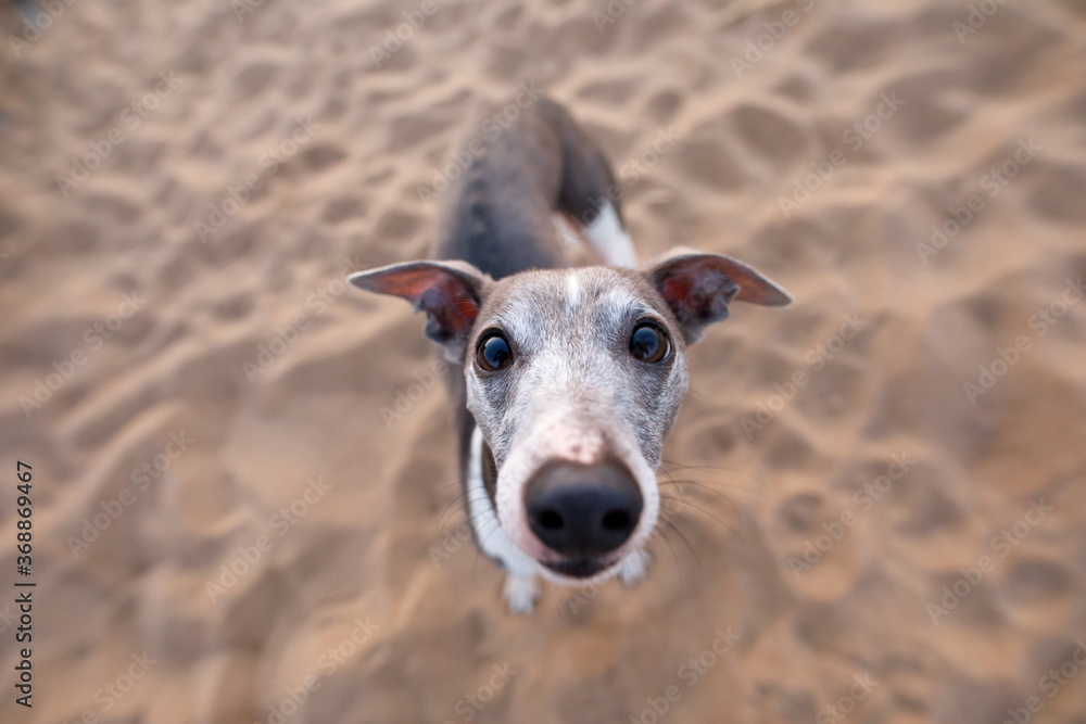 Dog wide angel. Whippet against the sky. Funny pet in nature Dog wide angel. Whippet against the sky. Funny pet in nature