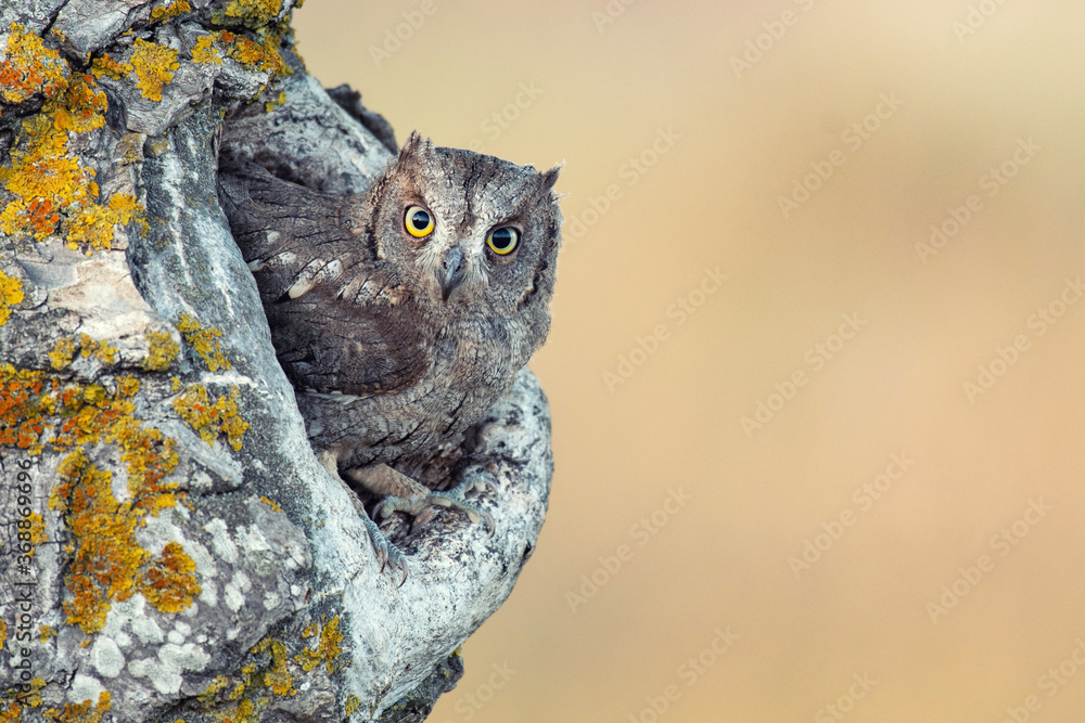 Scops Owl looking out of nesthole. Otus scops Scops Owl looking out of nesthole. Otus scops