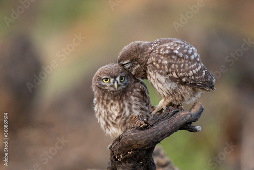 Two Little owl Athene noctua sitting on a stick on a beautiful background photo