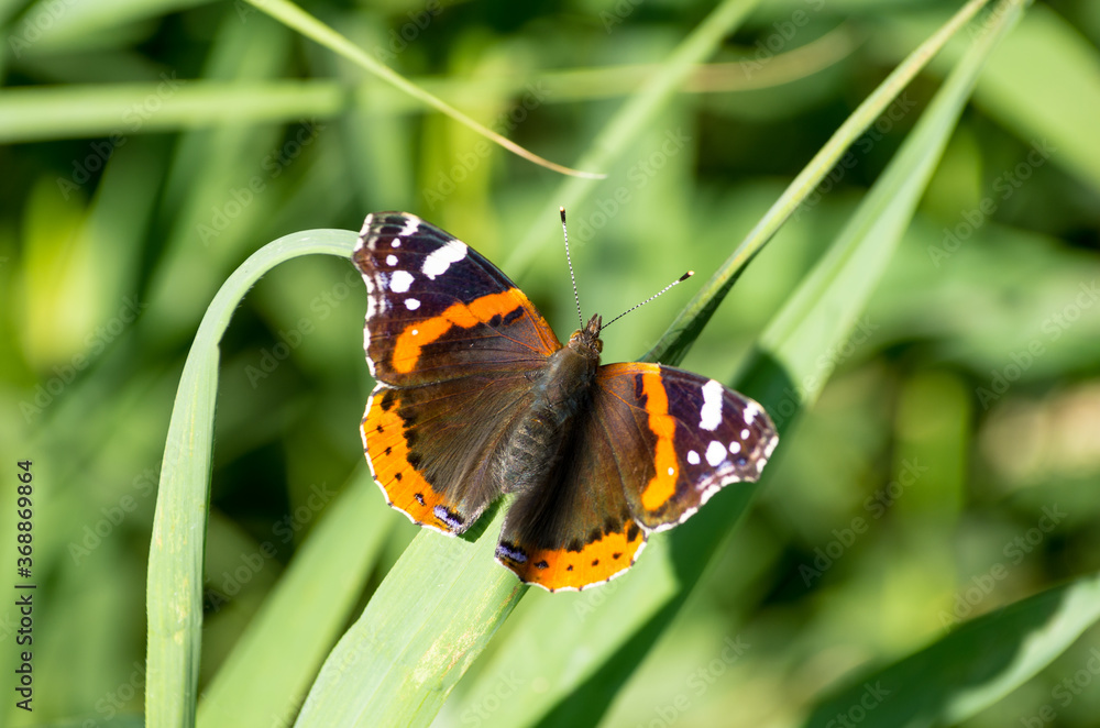 Red admiral butterfly (Vanessa Atalanta) on green grass, wings opened