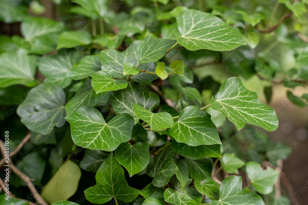 custom made wallpaper toronto digitalNatürlicher Efeu