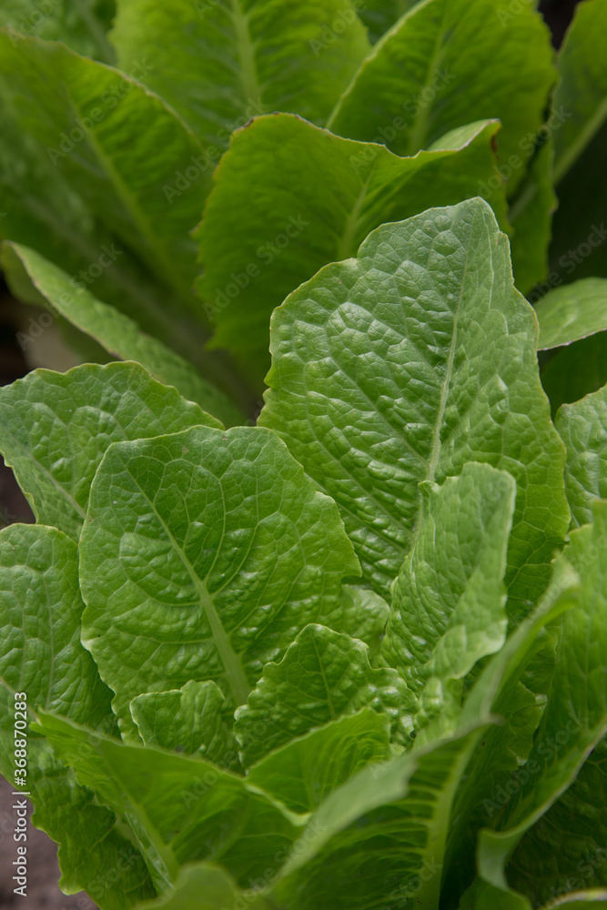 vegetables, leaves of a lettuce in a garden, leaves of plants vegetables, leaves of a lettuce in a garden, leaves of plants