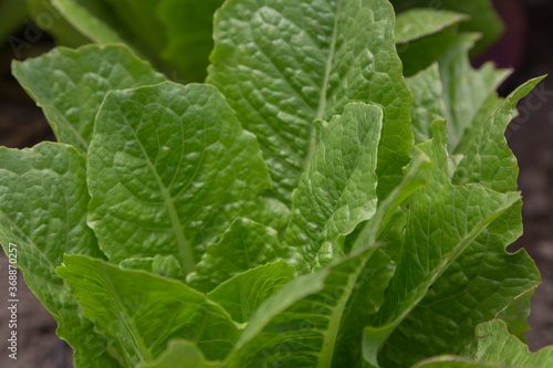 close up, vegetables, leaves of a lettuce in a garden, leaves of plants
