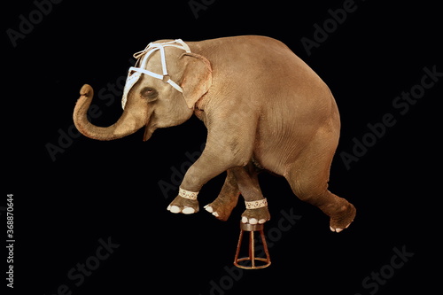 An elephant stands on one leg on a stand. Circus show