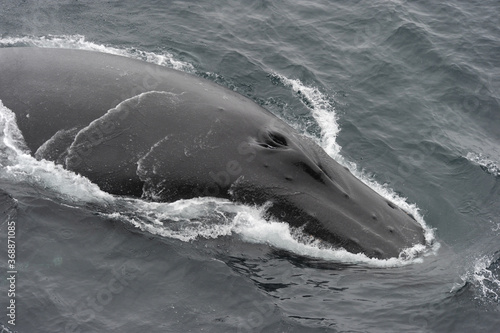 The humpback whale (Megaptera novaeangliae) 