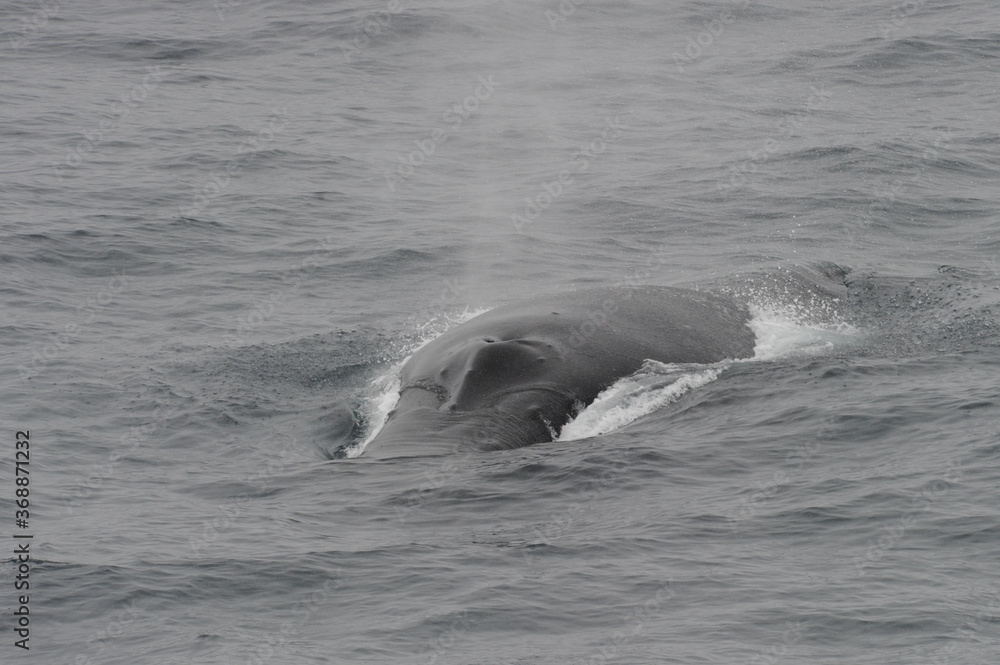 The humpback whale (Megaptera novaeangliae) The humpback whale (Megaptera novaeangliae)