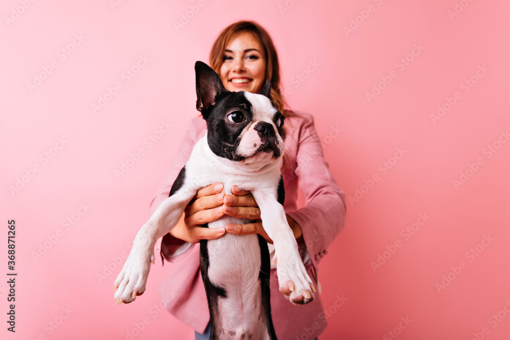 Portrait of blissful white girl with french bulldog on foreground. Indoor photo of good-looking female model posing with cute little dog.