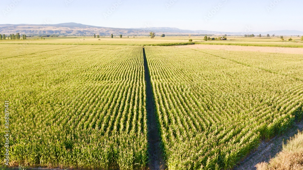 Aerial view of corn fields at the sunset. There is a pathway between plants. Mountains and trees can be seen at the background. 