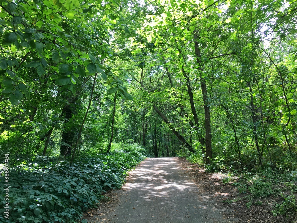 Obraz premium path in the park
