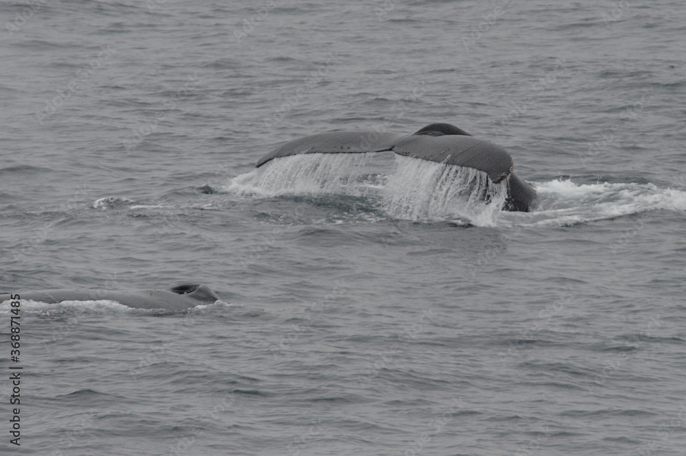Fototapeta premium The humpback whale (Megaptera novaeangliae) 