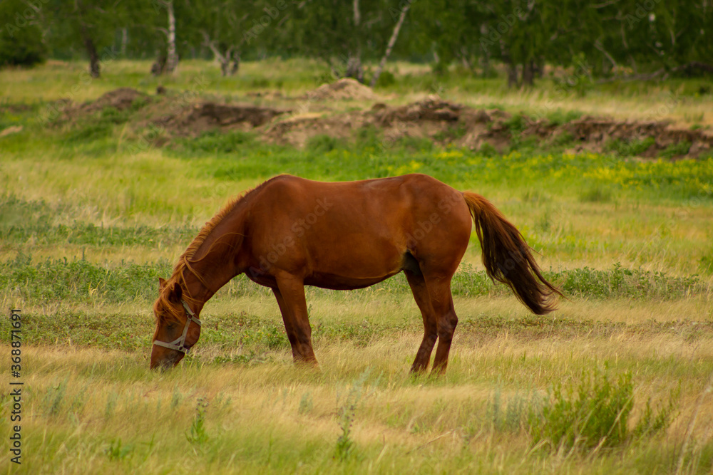A brown horse grazes on an ecologically clean pasture far from the big city. A brown horse grazes on an ecologically clean pasture far from the big city.
