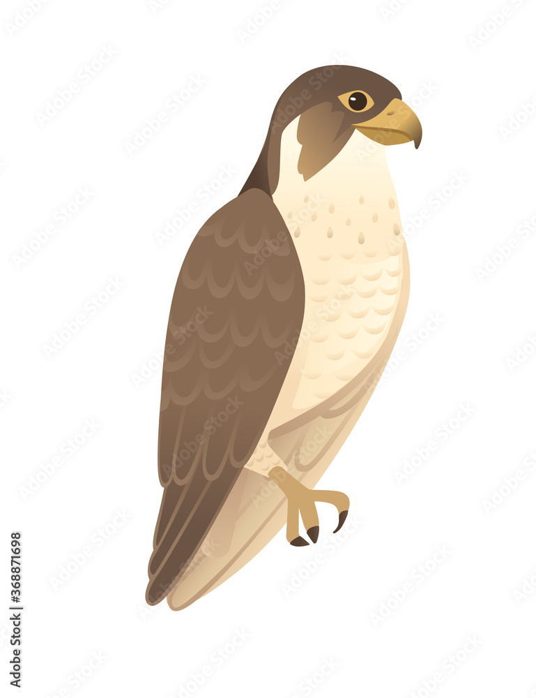 Fototapeta premium Predatory bird cute adult falcon cartoon animal design birds of prey character flat vector illustration isolated on white background