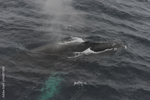 The humpback whale (Megaptera novaeangliae) © T.Terziev