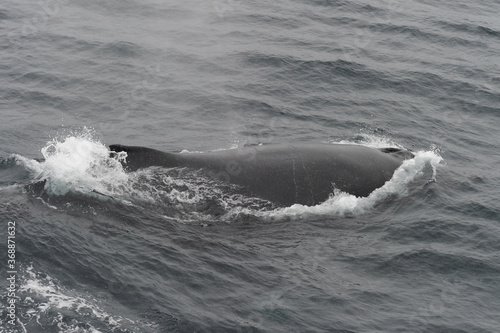 The humpback whale (Megaptera novaeangliae) © T.Terziev