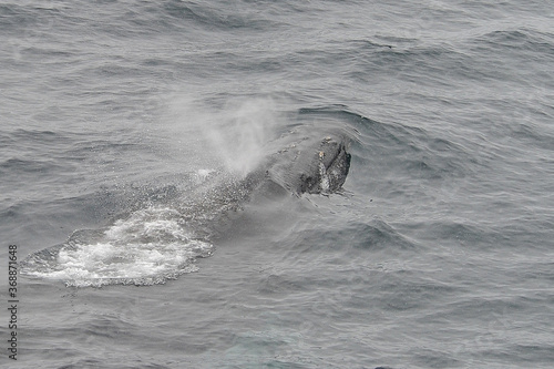 The humpback whale  Megaptera novaeangliae  